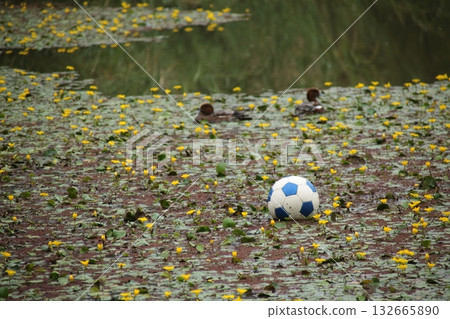 池塘裡漂浮著黃色愛心和足球。 132665890