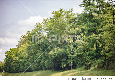 Beautiful Lush Green Trees Lining the Roadside Creating a Picturesque View of Nature Beautiful Lush Green Trees Lining the Roadside Creating a Picturesque View of Nature 132666066
