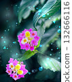 粉紅色的花朵 132666116