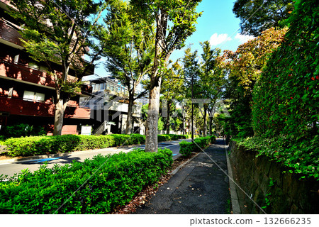 在廣尾高檔住宅區,一條綠樹成蔭的街道沐浴在初秋的陽光下。 在廣尾高檔住宅區,一條綠樹成蔭的街道沐浴在初秋的陽光下。 132666235