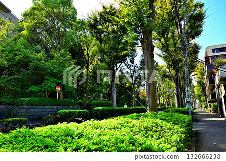 在廣尾高檔住宅區，一條綠樹成蔭的街道沐浴在初秋的陽光下。 132666238