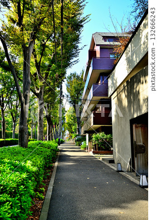 A tree-lined street bathed in early autumn sunlight in the upscale residential area of Hiroo 132666243