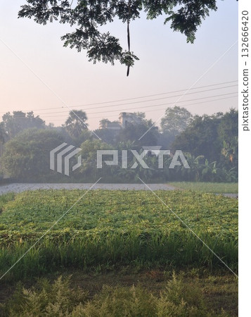 A serene agricultural field under a soft, hazy sky, with lush green crops stretching towards a distant treeline 132666420