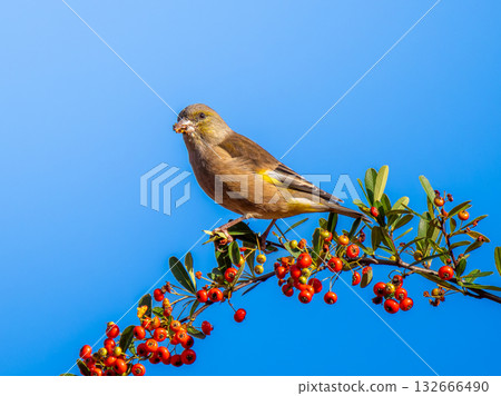Pyracantha and Eurasian Greenfinch 132666490
