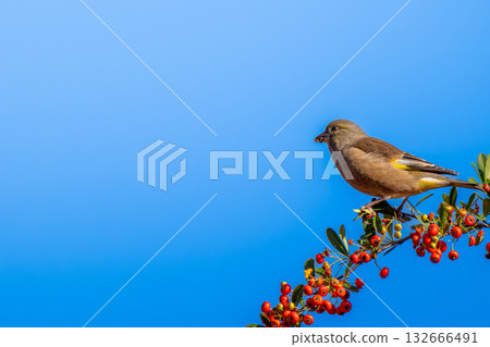 火棘和東方綠雀 - 留白 132666491