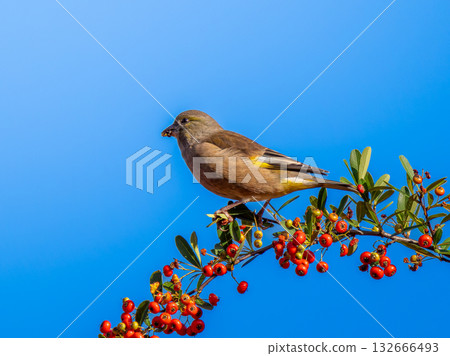Pyracantha and Eurasian Greenfinch 132666493