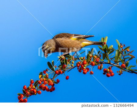 Pyracantha and Eurasian Greenfinch Pyracantha and Eurasian Greenfinch 132666494