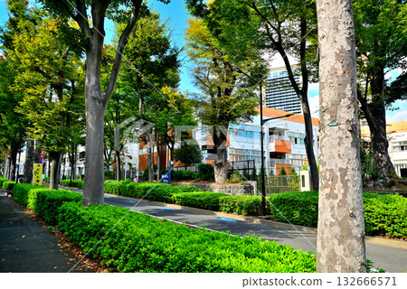 A tree-lined street bathed in early autumn sunlight in the upscale residential area of Hiroo 132666571