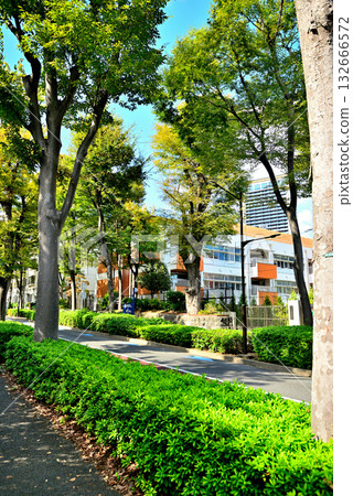 A tree-lined street bathed in early autumn sunlight in the upscale residential area of Hiroo A tree-lined street bathed in early autumn sunlight in the upscale residential area of Hiroo 132666572