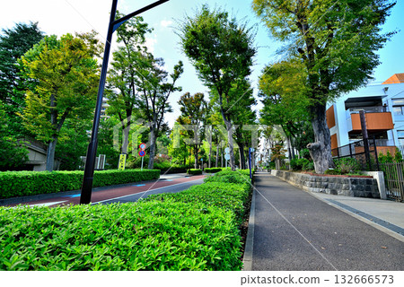 A tree-lined street bathed in early autumn sunlight in the upscale residential area of Hiroo A tree-lined street bathed in early autumn sunlight in the upscale residential area of Hiroo 132666573