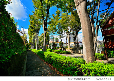 A tree-lined street bathed in early autumn sunlight in the upscale residential area of Hiroo 132666574