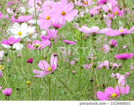 十一月花卉 132666601