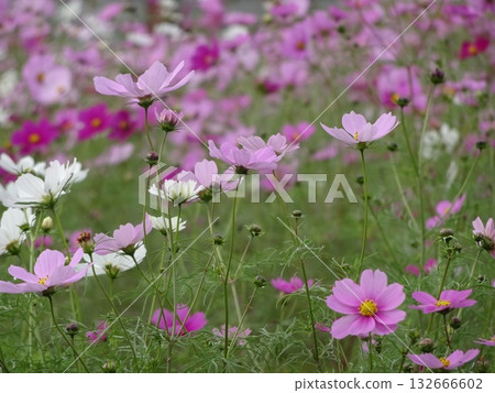 November Flowers 132666602