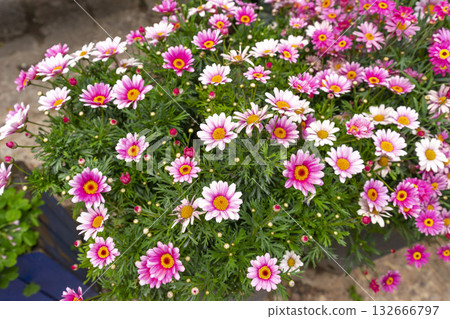 Bush of colourful flower in the pot, Argyranthemum is a genus of flowering plants belonging to the family Asteraceae. 132666797