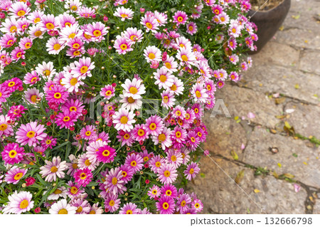 Bush of colourful flower in the pot, Argyranthemum is a genus of flowering plants belonging to the family Asteraceae. 132666798