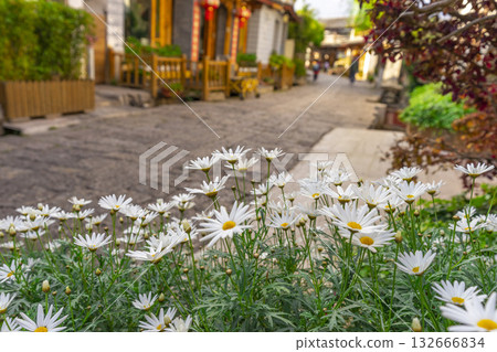 Tanacetum cinerariaefolium, The flowers are white with short stems.  132666834