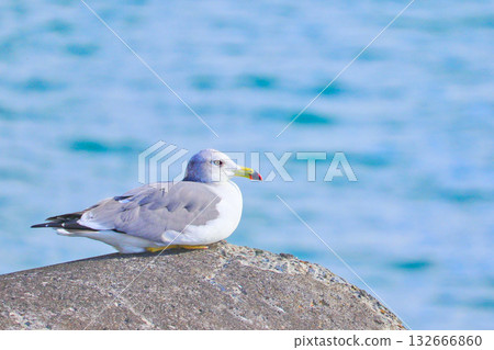 A black-tailed gull gazing out at the sea on a tetrapod 132666860
