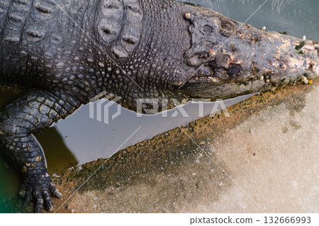 Crocodile rests near the water's edge in a natural habitat during the day highlighting its textured skin and serene surroundings 132666993