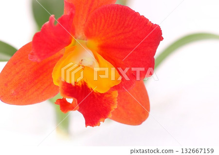 淺色背景上的卡特蘭布蘭娜天使紅色花朵 淺色背景上的卡特蘭布蘭娜天使紅色花朵 132667159