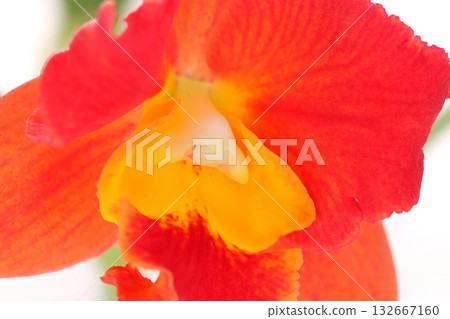 Cattleya Brana Angel red flowers on a light background Cattleya Brana Angel red flowers on a light background 132667160