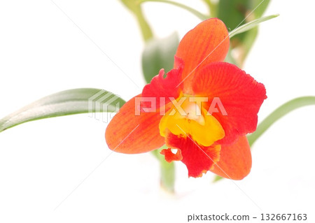 Cattleya Brana Angel red flowers on a light background 132667163