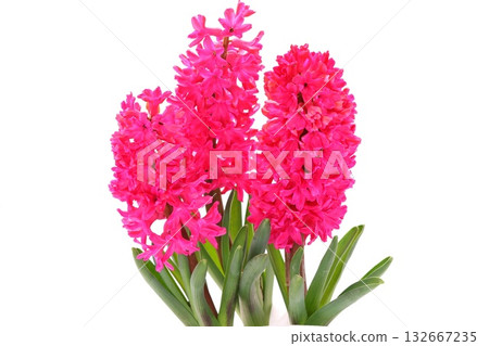 風信子粉紅花淺色背景 風信子粉紅花淺色背景 132667235