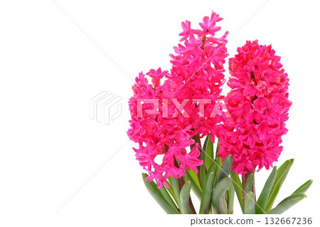 風信子粉紅花淺色背景 風信子粉紅花淺色背景 132667236