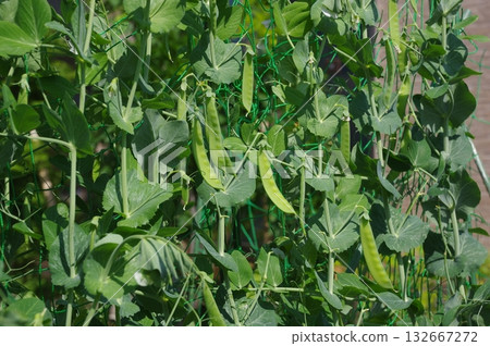 戶外種植的雪豌豆的生長狀況 132667272