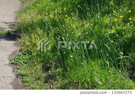 路邊成簇生長的野生樺樹 132667273