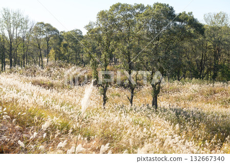 Winter Marshland covered with Japanese pampas grass in autumn, Akita Prefecture 132667340