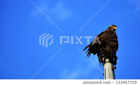 Crested serpent eagle on Iriomote Island, Okinawa Prefecture Crested serpent eagle on Iriomote Island, Okinawa Prefecture 132667359