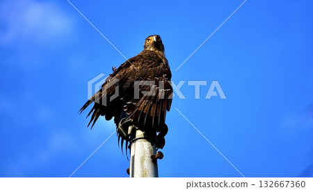 沖繩縣西表島上的鳳頭蛇雕 132667360