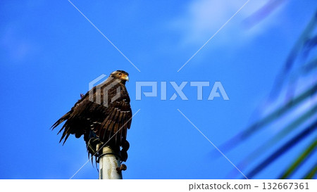 Crested serpent eagle on Iriomote Island, Okinawa Prefecture 132667361