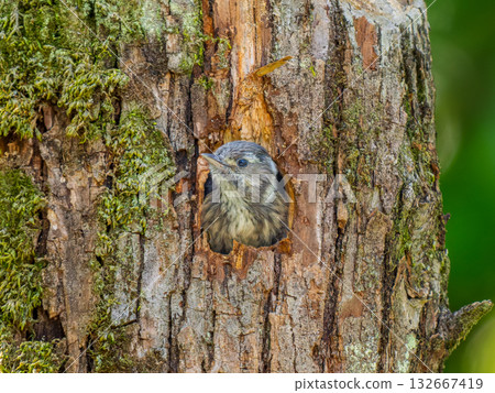 A Japanese Pygmy Woodpecker peeking out of its burrow 132667419