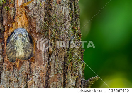 A Japanese Pygmy Woodpecker peeking out of its burrow / Copy Space 132667420