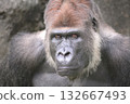 一張大猩猩的肖像，它正用棕色的眼睛凝視著前方。 132667493