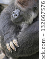 一隻大猩猩雙臂交叉冥想 132667576