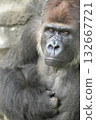 一張驕傲的大猩猩擺出標誌性姿勢的肖像 132667721