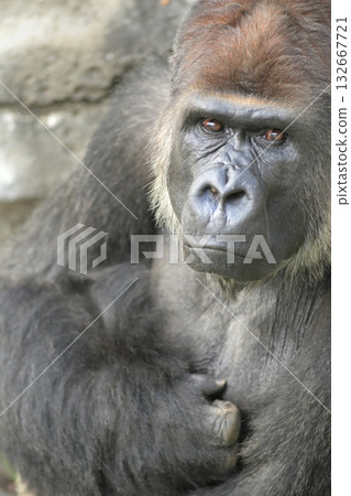 一張驕傲的大猩猩擺出標誌性姿勢的肖像 一張驕傲的大猩猩擺出標誌性姿勢的肖像 132667721