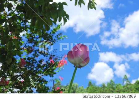 粉紅色的蓮花向天空綻放 132667869