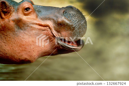 Hippopotamus opening its mouth showing its teeth and pink tongue 132667924