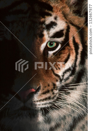 Captivating Tiger Close-Up with Striking Green Eye Captivating Tiger Close-Up with Striking Green Eye 132667977