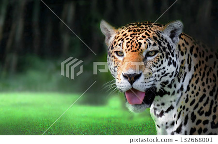 Jaguar big cat panting in natural jungle habitat 132668001