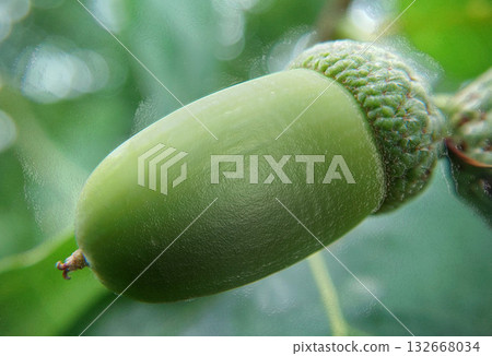 Growing green acorn on oak tree branch Growing green acorn on oak tree branch 132668034