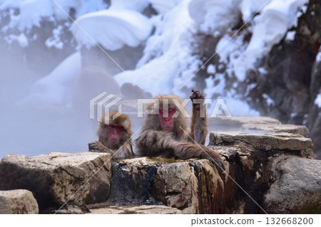 地獄谷猴猴雪猴 132668200