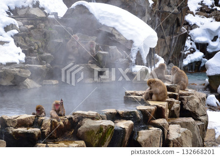 地獄谷猴猴雪猴 132668201