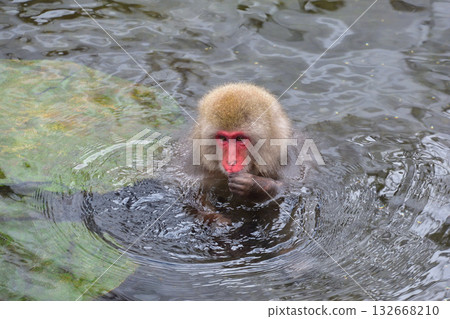 地獄谷猴猴雪猴 132668210