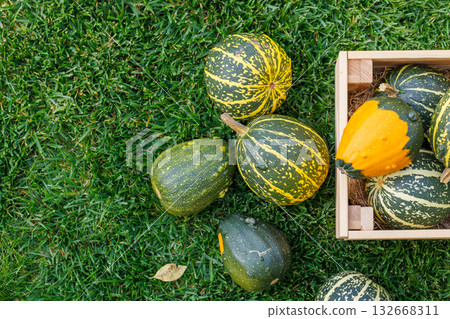 Various pumpkins in a wooden box on sunny green grass, autumn harvest scene Various pumpkins in a wooden box on sunny green grass, autumn harvest scene 132668311