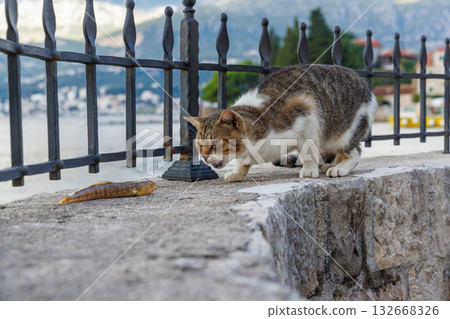 Cat trying to eat a freshly caught fish 132668326