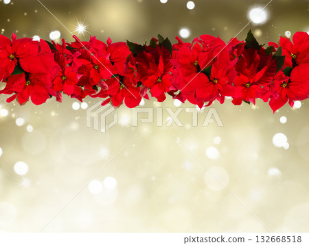scarlet poinsettia flower or christmas star 132668518